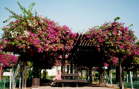 Bougainvillaea
